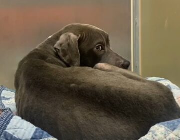 Dog curled up in a shelter