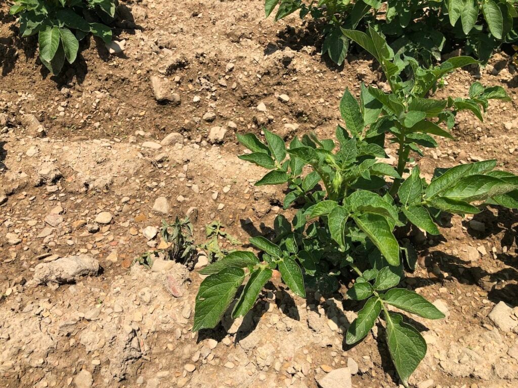 A stunted potato plant is next to a healthy plant.