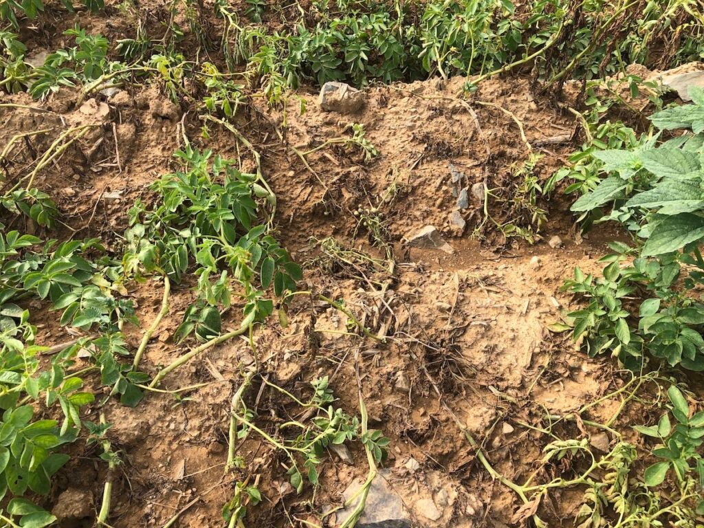 Maturing potato plants in a field with infected plants