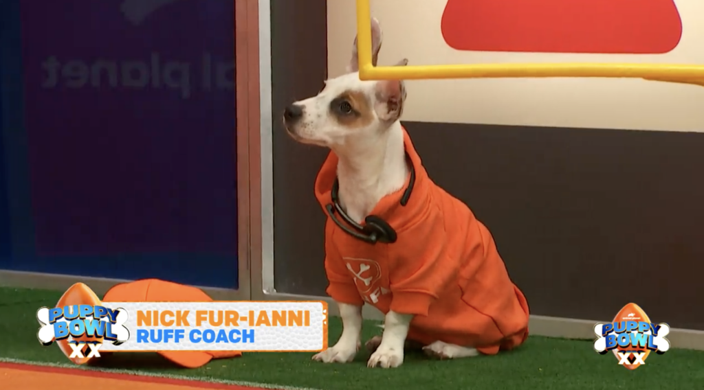 Nick Fur-iani the dog is seen on the sidelines of the Puppy Bowl