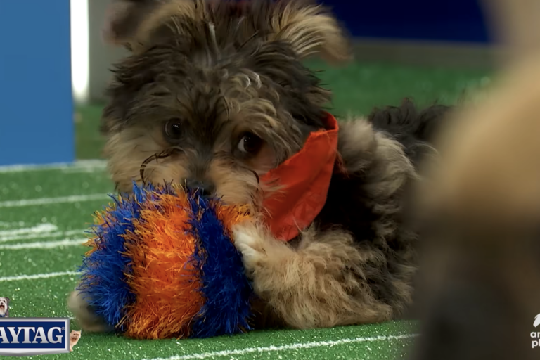 Vanessa the dog plays with a toy