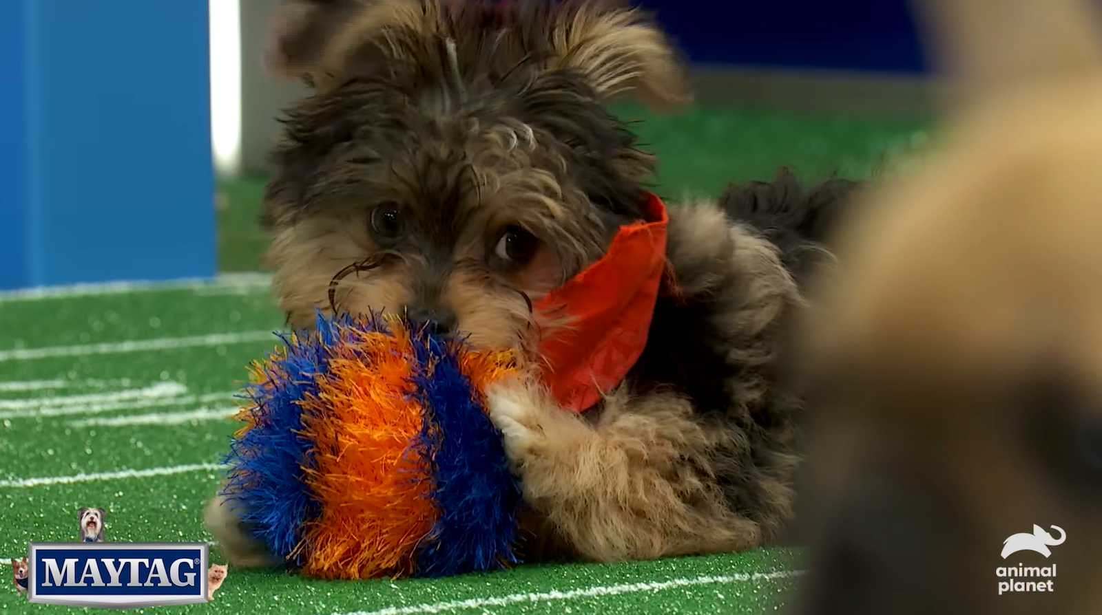 Puppy Bowl 2024: Delaware Valley shelter dogs to compete, referee - WHYY