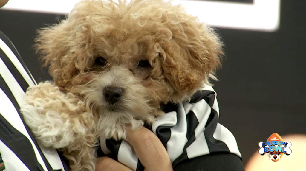 Whistle the dog is seen wearing referee stripes