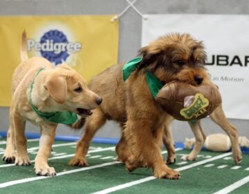 Puppies compete in Puppy Bowl XII