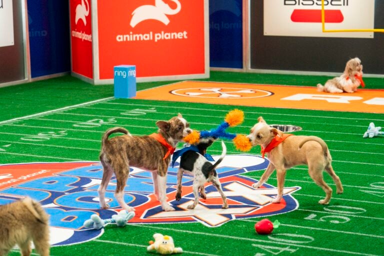 Niner from Humane Society Silicon Valley, Athena from Florida Little Dog and Chili from Humane Society of Pikes Peak Region playing in the Bowl XX.