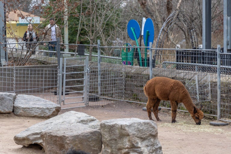 An alpaca at the Philadelphia Zoo