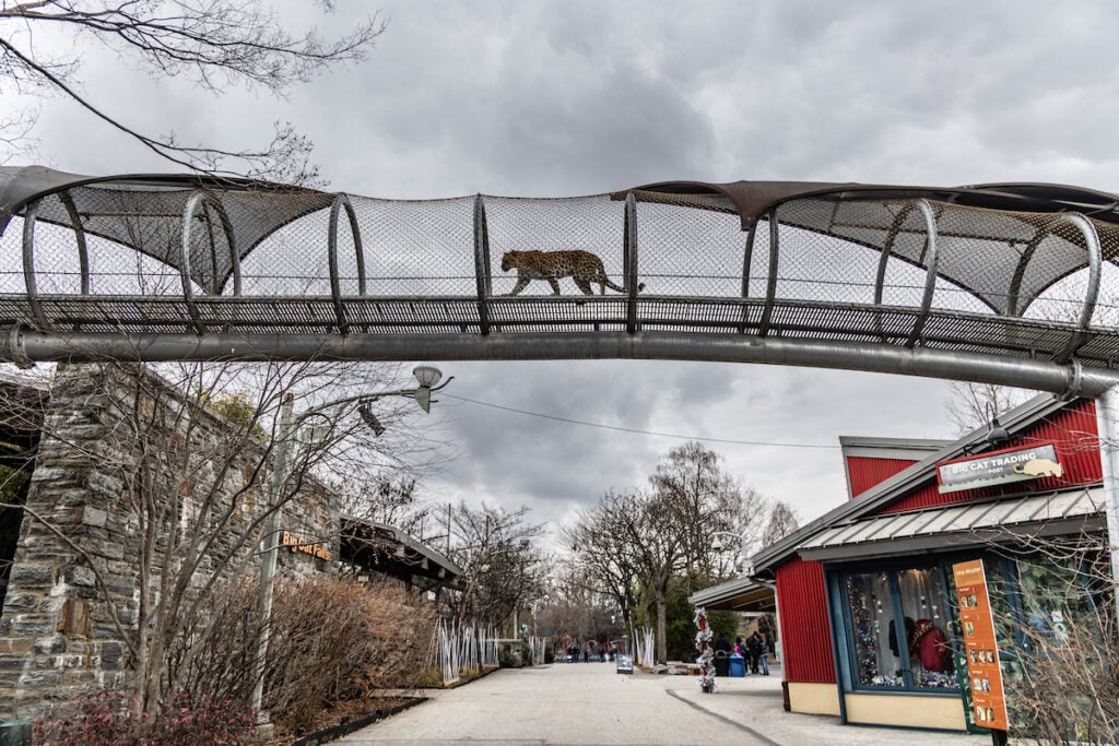 Kira, an Amur Leopard, walks along the cat walk at the Philadelphia Zoo.