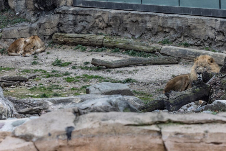 Tajiri and Makini, two African lions who were born in captivity, living at the Philadelphia Zoo.
