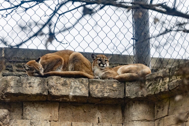 Elbroch and Olympia, two puma cubs, rest on a ledge in their habitat