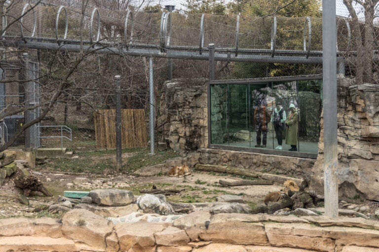 Visitors gaze at Tajiri and Makini, two African lions living at the Philadelphia Zoo.