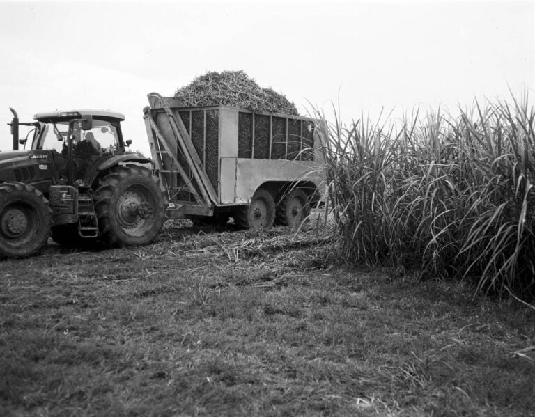 A sugar-cane farm belonging to Levert St. John Inc. in St. Martinsville, Louisiana.