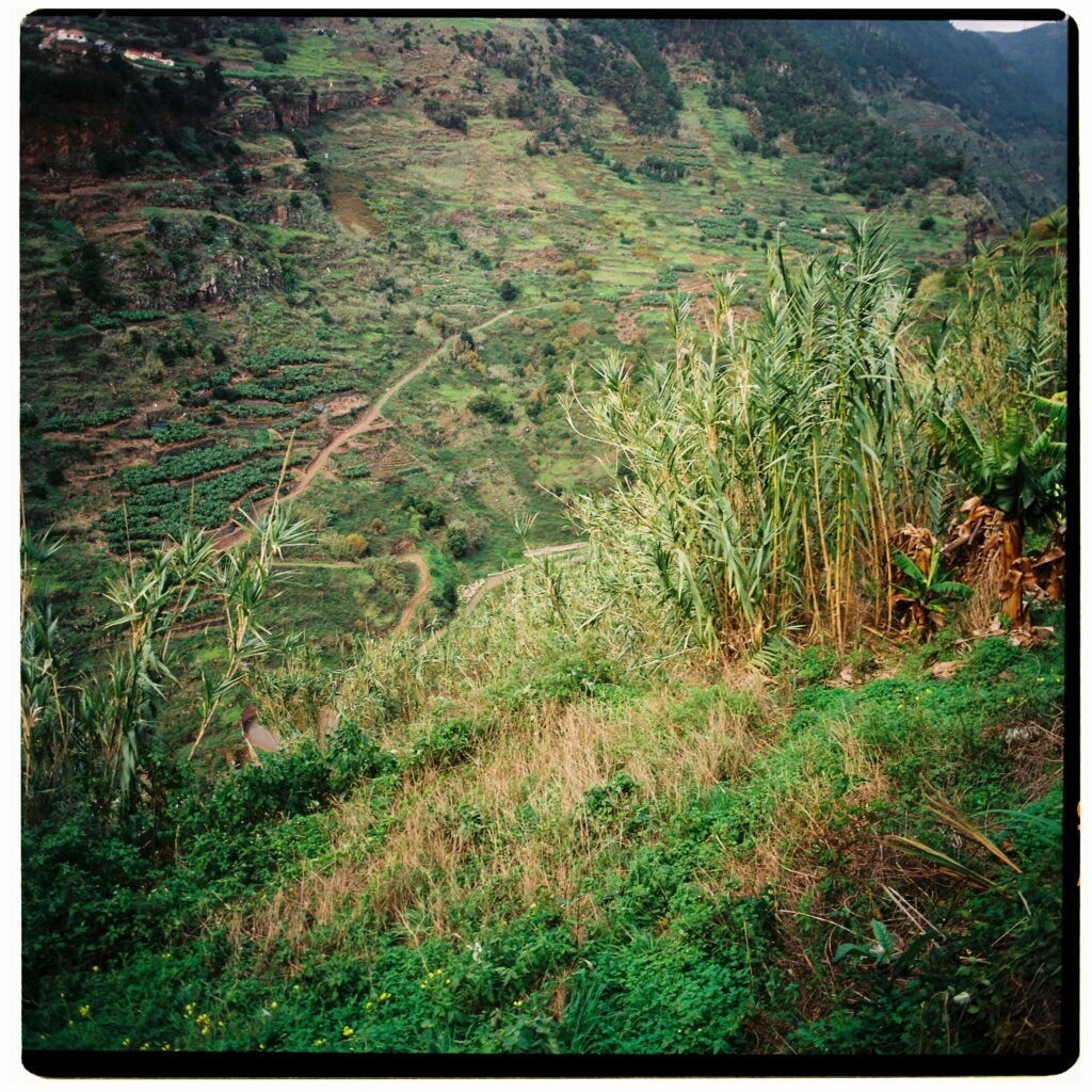 Wild sugar cane growing near Levadas, Madeira.