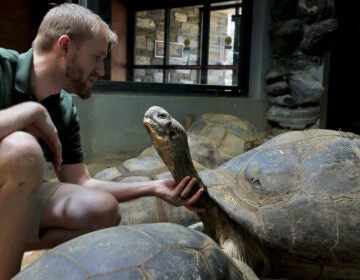 Keeper Andrew Ahl coaxes Mommy out of her shell. At 99, Mommy is the Philadelphia Zoo's senior Galapagos tortoise. Recent attempts to mate her resulted in three clutches of eggs, but none were viable. (Emma Lee/WHYY)