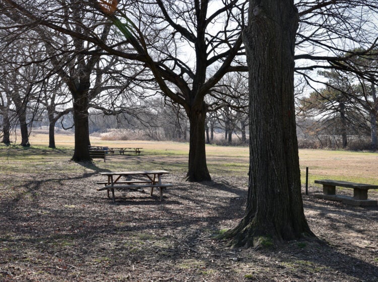 Mature trees shade a picnic area which is slated to become a soccer field