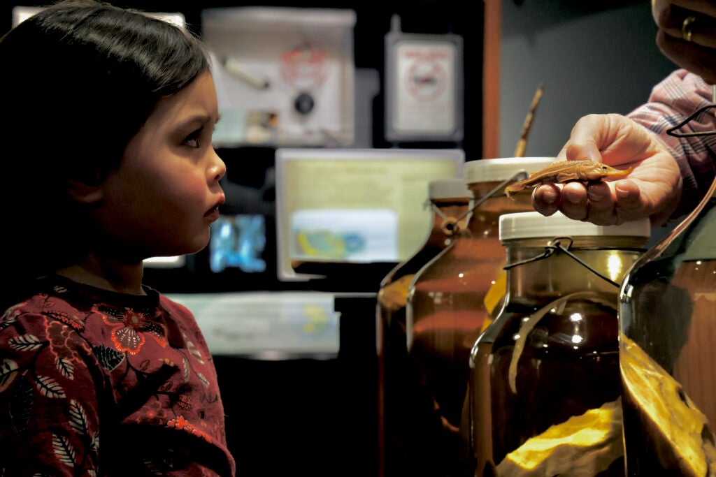 Showing a tiny sturgeon to a child