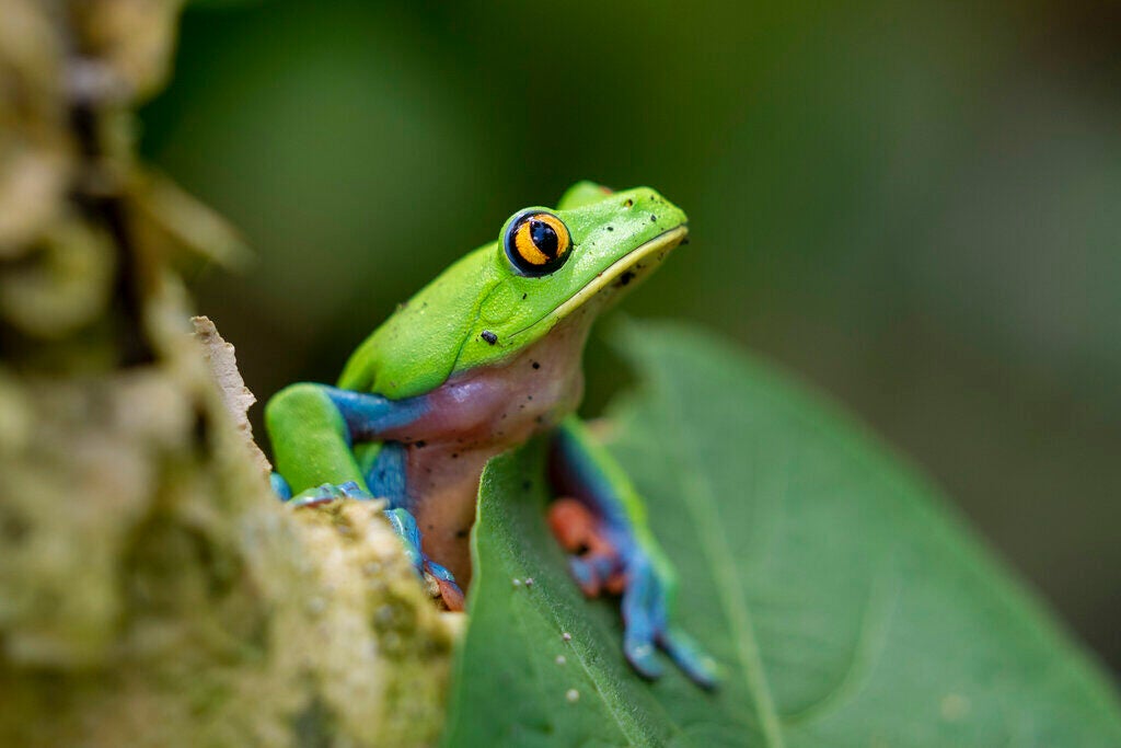 A bright green frog on a leaf