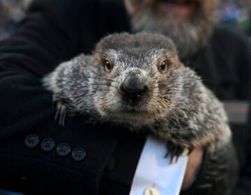Groundhog Club handler A.J. Dereume holds Punxsutawney Phil, the weather prognosticating groundhog, during the 137th celebration of Groundhog Day on Gobbler's Knob in Punxsutawney, Pa., Feb. 2, 2023. The arrival of annual Groundhog Day celebrations Friday, Feb. 2, 2024, will draw thousands of people to see celebrity woodchuck Phil at Gobbler's Knob in Punxsutawney, Pa. — an event that exploded in popularity after the 1993 Bill Murray movie.