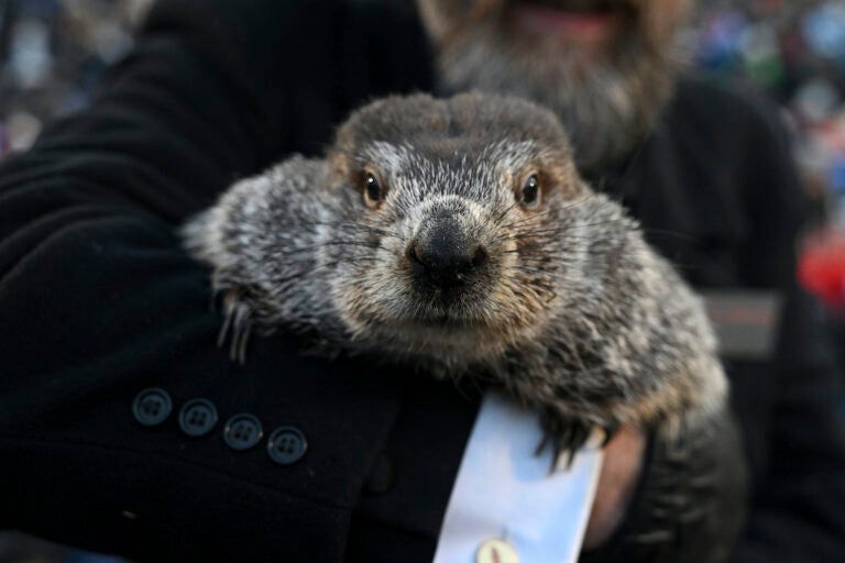 Groundhog Club handler A.J. Dereume holds Punxsutawney Phil, the weather prognosticating groundhog, during the 137th celebration of Groundhog Day on Gobbler's Knob in Punxsutawney, Pa., Feb. 2, 2023. The arrival of annual Groundhog Day celebrations Friday, Feb. 2, 2024, will draw thousands of people to see celebrity woodchuck Phil at Gobbler's Knob in Punxsutawney, Pa. — an event that exploded in popularity after the 1993 Bill Murray movie.