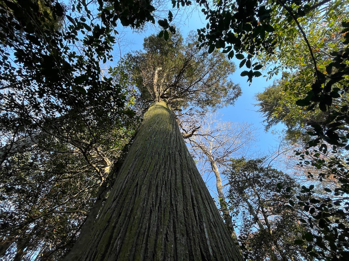 Delaware's largest Atlantic white cedar tree found in Sussex County