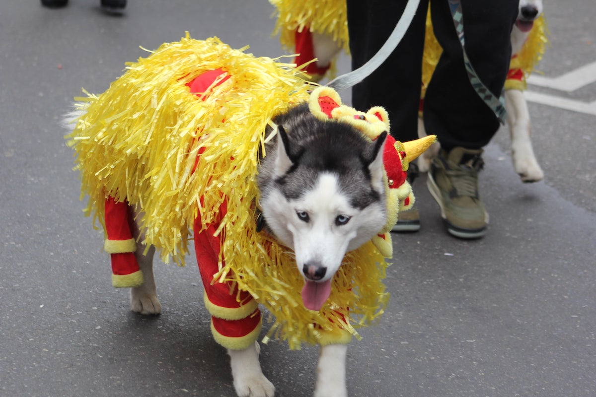 Lions of many different forms descended on Chinatown for the Lunar New Year Parade on Sunday. (Cory Sharber/WHYY)