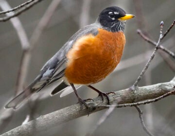 A bird on a tree branch