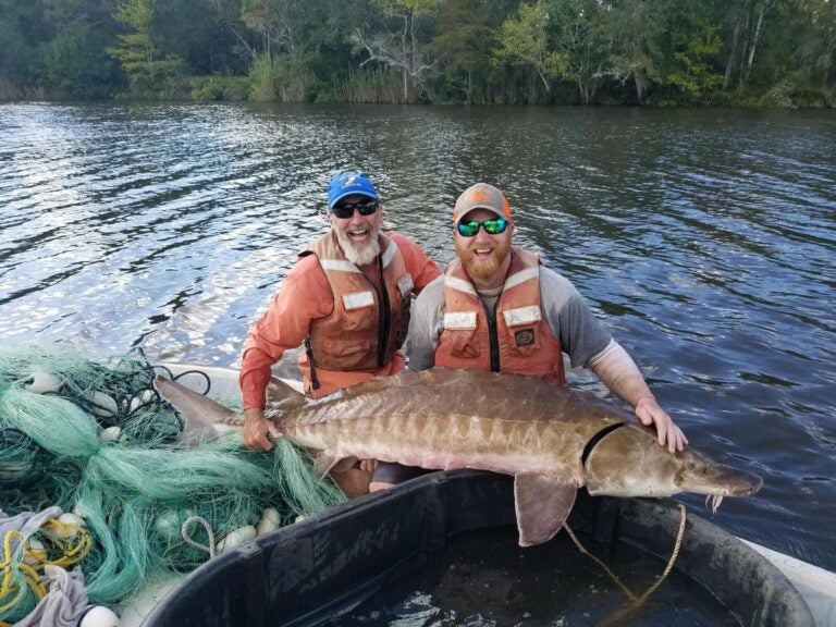 holding an atlantic sturgeon