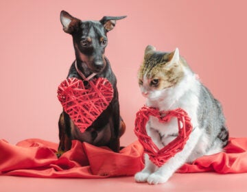 miniature pinscher puppy and cat with valentines day decor on a red background