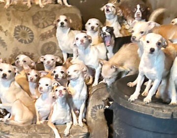 Many dogs sitting on top of each other