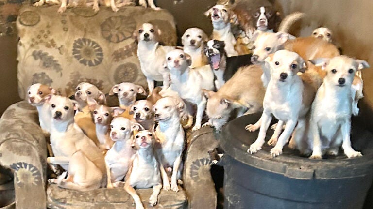 Many dogs sitting on top of each other