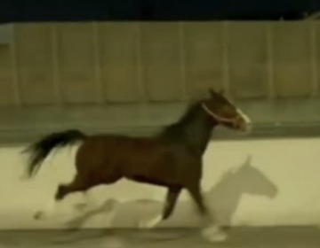 A horse runs down I-95