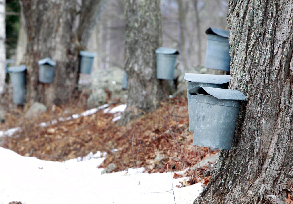Sap buckets are visible hanging from maple trees
