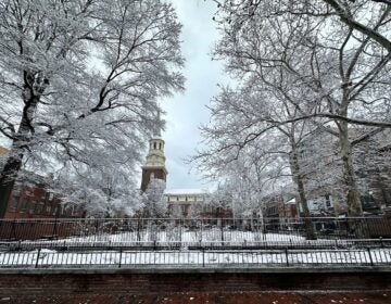 Trees covered with snow in Old City Philadelphia