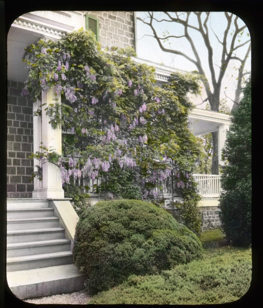 flowers growing on the front porch