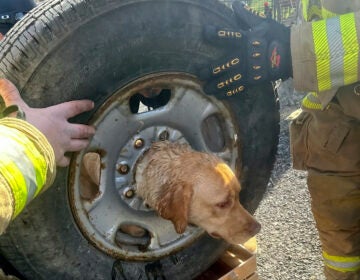 Dog stuck inside a tire