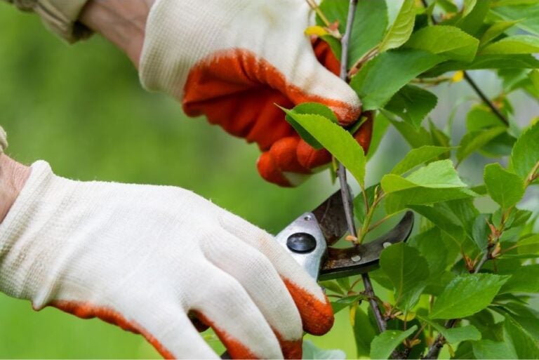 We are joined by some gardening experts ready to answer your questions.