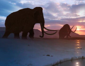 Artwork of the Tundra Mammoth