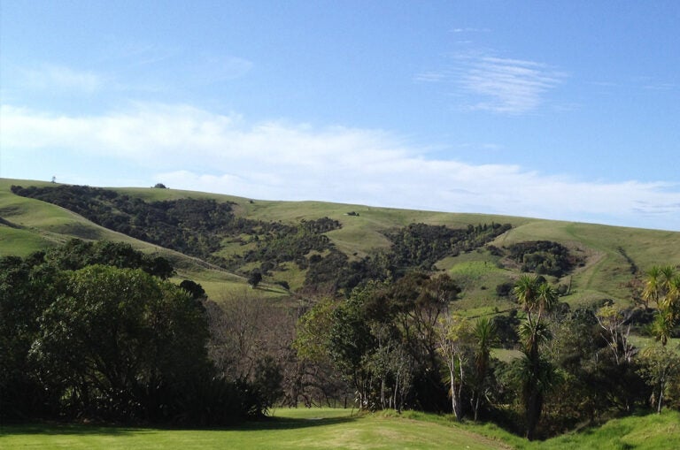 An expanse of land with trees