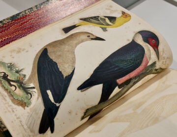 A page in Alexander Wilson's book shows depictions of birds
