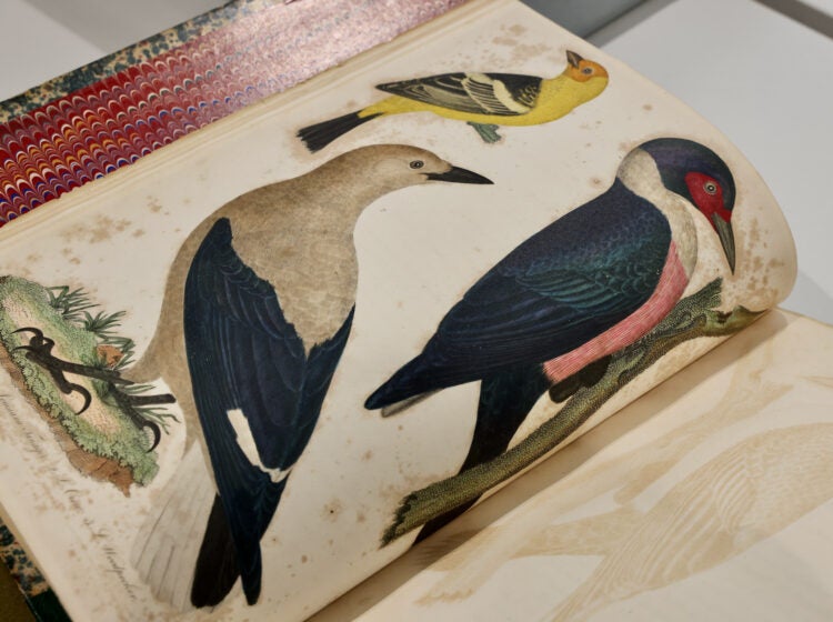 A page in Alexander Wilson's book shows depictions of birds