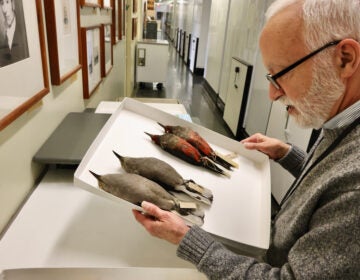 Curator Robert Peck holds bird specimens next to portraits of men who named them