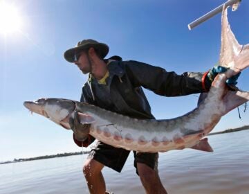 A man prepares to toss a 70-pound Atlantic sturgeon into the James River