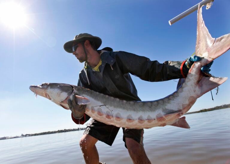 A man prepares to toss a 70-pound Atlantic sturgeon into the James River