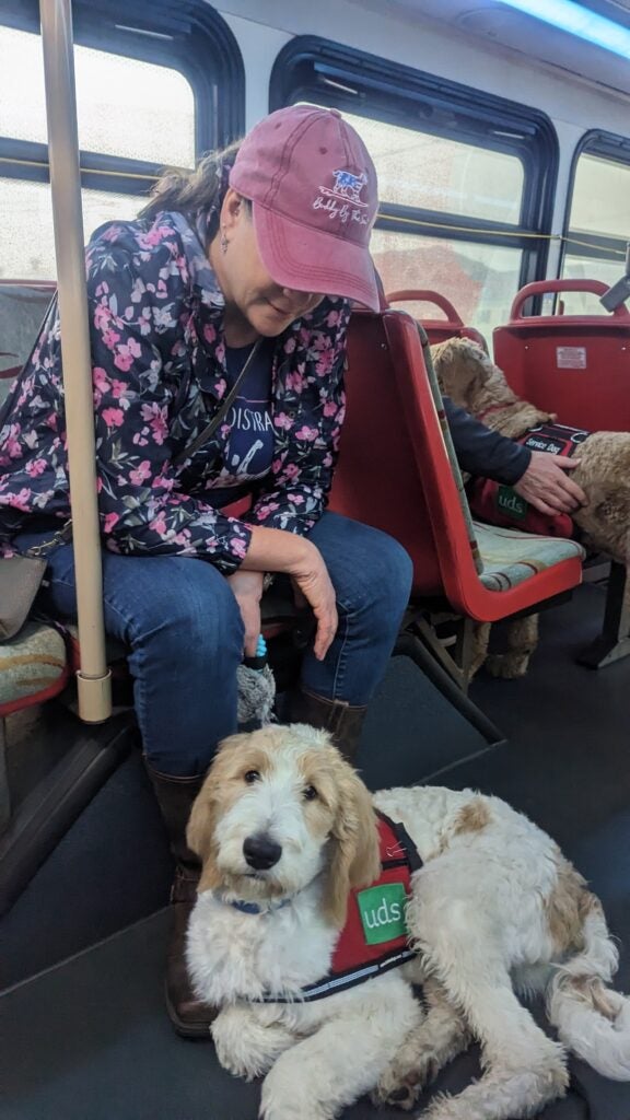 Maria Wright rides the bus with Cappuchino, a service dog in training