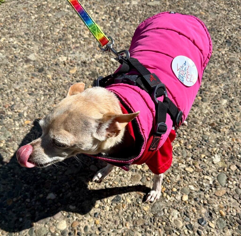 A dog sticks her tongue out while wearing a jacket with an I Voted sticker visible
