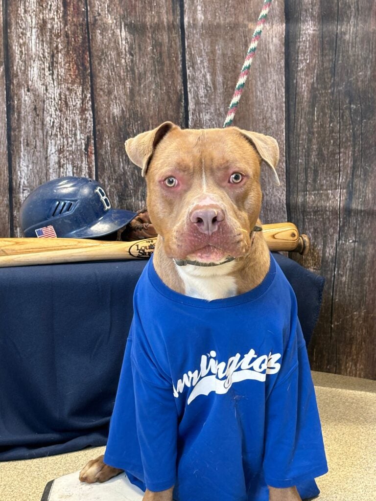 An unidentified dog at the Burlington County Animal Shelter