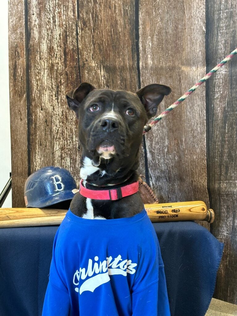 An unidentified dog at the Burlington County Animal Shelter