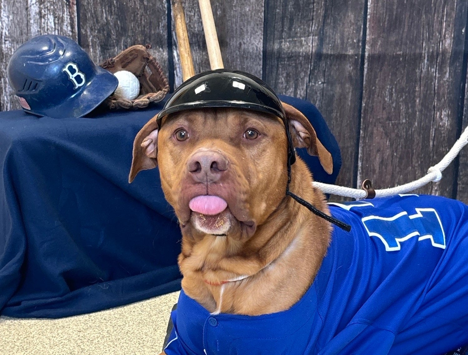 N.J. shelter organizes dog-cat baseball game - WHYY