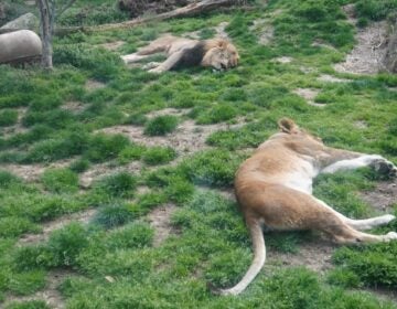 Tajiri and Makin, The Philadelphia Zoo's African lions
