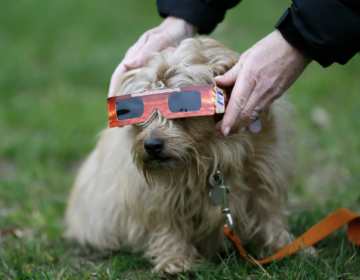 A dog tries on eclipse sunglasses in London in 2015