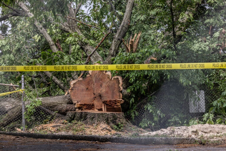 Tree clearing began in the section of FDR Park in South Philadelphia that is slated to become multi-use fields, a playground and basketball courts. (Kimberly Paynter/WHYY)